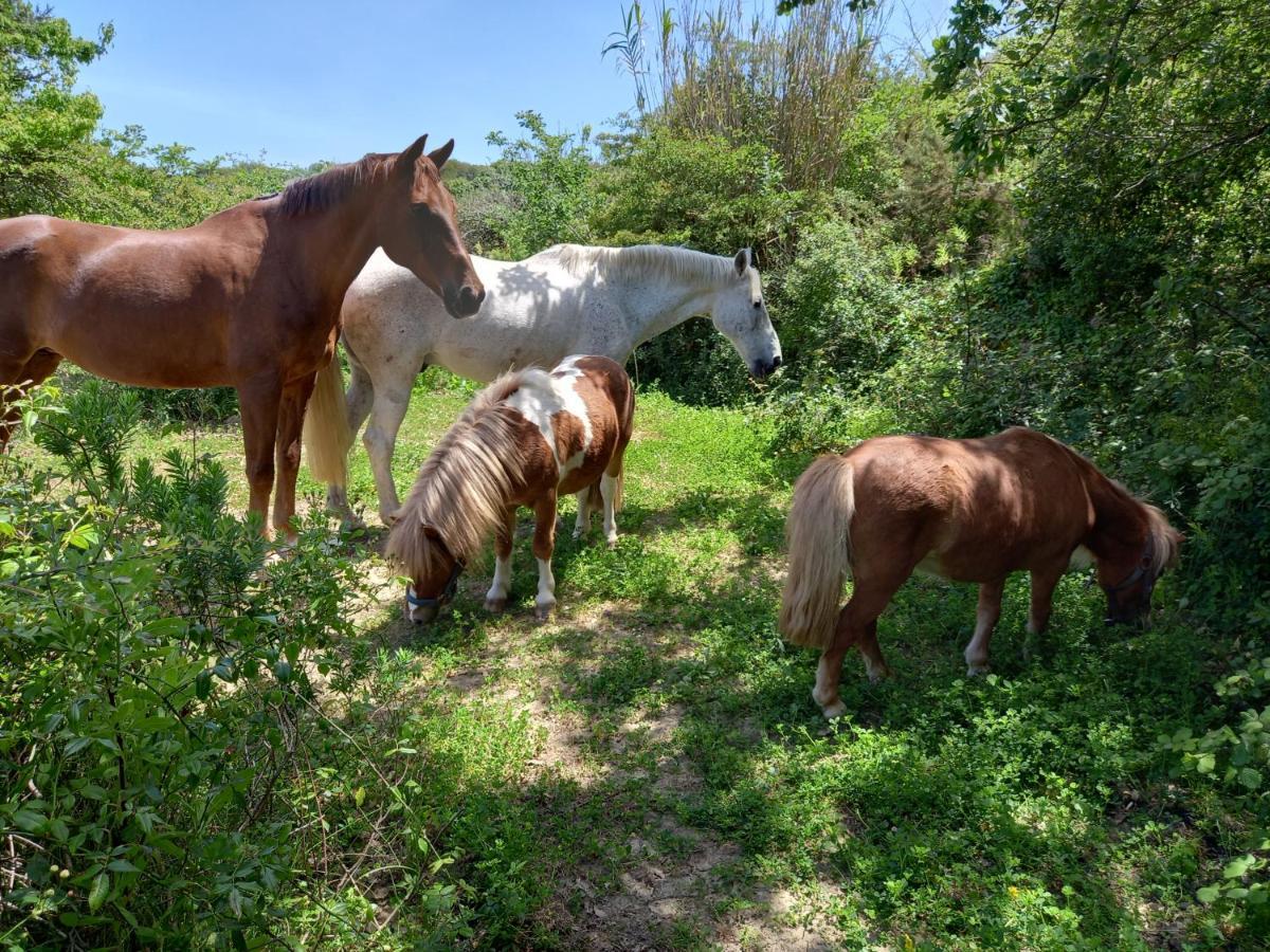 Casinha De Campo- Quintinha Dos Cavalos- Arruda Dos Vinhos Extérieur photo